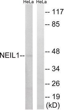 Anti-NEIL1, C-Terminal antibody produced in rabbit affinity isolated antibody