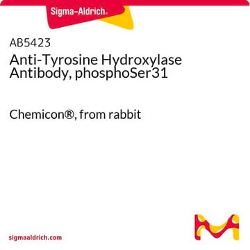 Anticuerpo anti-tirosina hidroxilasa, fosfoSer31 Chemicon&#174;, from rabbit