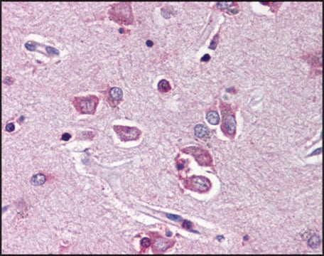 Anti-PTPN11 (AB2) antibody produced in rabbit affinity isolated antibody, buffered aqueous solution