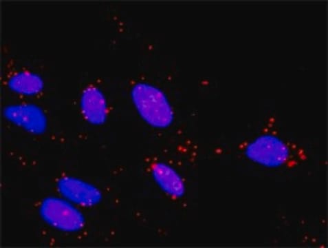 Monoclonal Anti-TAOK2 antibody produced in mouse clone 2F4, purified immunoglobulin, buffered aqueous solution