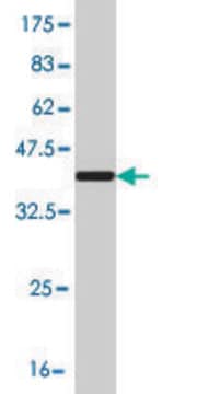 Monoclonal Anti-KCNQ5 antibody produced in mouse clone 2E2, purified immunoglobulin, buffered aqueous solution