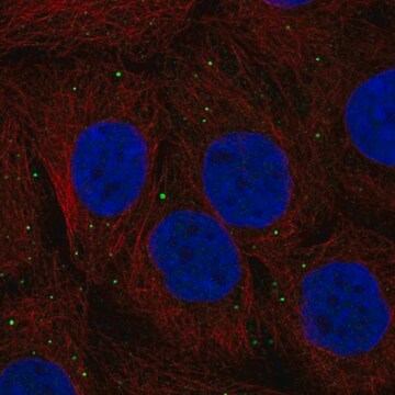 Anti-Ctns Antibody Produced In Rabbit Prestige Antibodies&#174; Powered by Atlas Antibodies, affinity isolated antibody, buffered aqueous glycerol solution