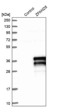 Anti-ZFAND5 antibody produced in rabbit Prestige Antibodies&#174; Powered by Atlas Antibodies, affinity isolated antibody, buffered aqueous glycerol solution