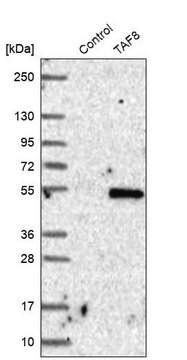 Anti-TAF8 antibody produced in rabbit Prestige Antibodies&#174; Powered by Atlas Antibodies, affinity isolated antibody, buffered aqueous glycerol solution