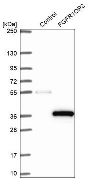 Anti-FGFR1OP2 antibody produced in rabbit Prestige Antibodies&#174; Powered by Atlas Antibodies, affinity isolated antibody, buffered aqueous glycerol solution