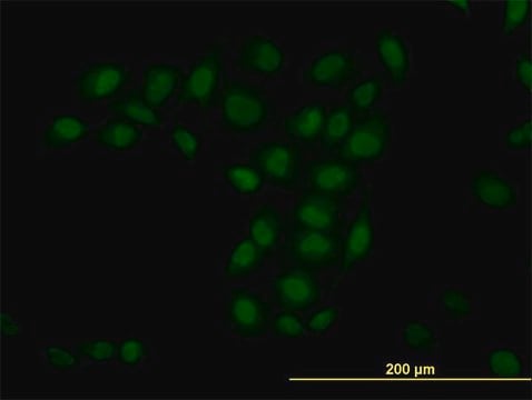 Monoclonal Anti-TRIM33 antibody produced in mouse clone 6F4, purified immunoglobulin, buffered aqueous solution