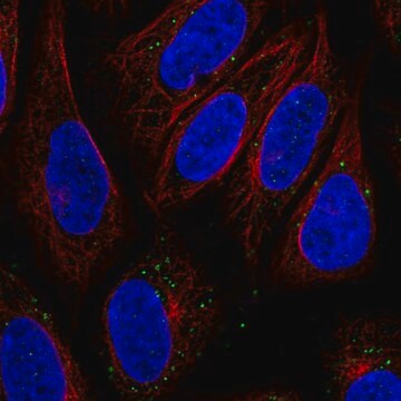 Anti-SLC15A3 antibody produced in rabbit Prestige Antibodies&#174; Powered by Atlas Antibodies, affinity isolated antibody