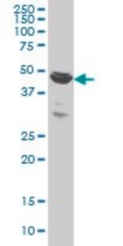 Monoclonal Anti-BTBD1 antibody produced in mouse clone 3E11, purified immunoglobulin, buffered aqueous solution