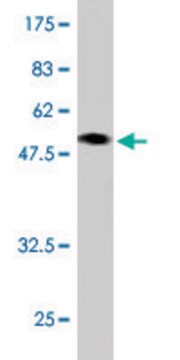 Monoclonal Anti-CBX3 antibody produced in mouse clone S3, ascites fluid