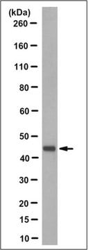 Anti-MEK1 Antibody, clone 6B7.1 clone 6B7.1, from mouse