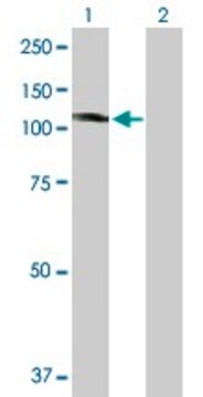 Anti-KIF20A antibody produced in mouse purified immunoglobulin, buffered aqueous solution