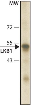 Monoclonal Anti-LKB1 antibody produced in mouse ~1&#160;mg/mL, clone Ley37D/G6, purified immunoglobulin, buffered aqueous solution