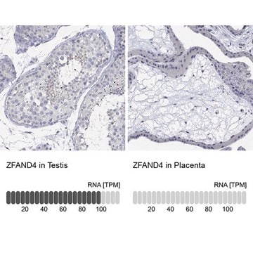 Anti-ZFAND4 antibody produced in rabbit Prestige Antibodies&#174; Powered by Atlas Antibodies, affinity isolated antibody, buffered aqueous glycerol solution