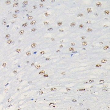 Anti-Phospho-Smad3-S423/S425 antibody produced in rabbit