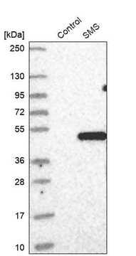 Anti-SMS antibody produced in rabbit Prestige Antibodies&#174; Powered by Atlas Antibodies, affinity isolated antibody, buffered aqueous glycerol solution, ab1