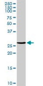 Anti-MREG antibody produced in rabbit purified immunoglobulin, buffered aqueous solution