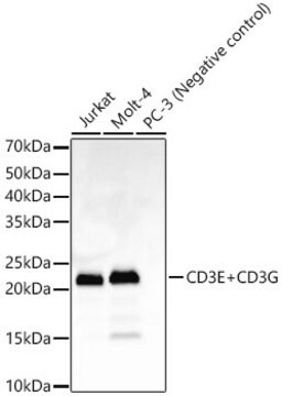 Anti-CD3E+CD3G Antibody, clone 4F5G4, Rabbit Monoclonal