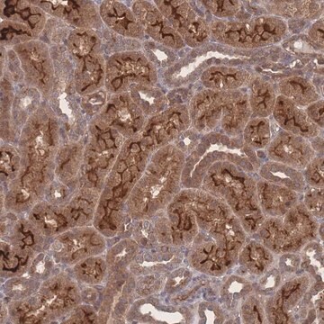 Anti-NBEAL1 antibody produced in rabbit Prestige Antibodies&#174; Powered by Atlas Antibodies, affinity isolated antibody, buffered aqueous glycerol solution