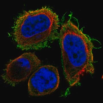 Anti-DNAJB13 antibody produced in rabbit Prestige Antibodies&#174; Powered by Atlas Antibodies, affinity isolated antibody