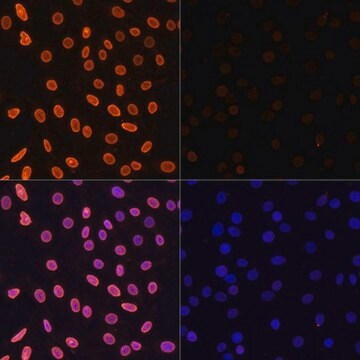 Anti-Acetyl-Histone H3-K36 antibody produced in rabbit