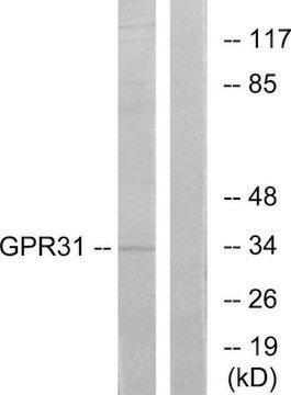 Anti-GPR31 antibody produced in rabbit affinity isolated antibody