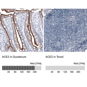 Monoclonal Anti-ACE2 antibody produced in mouse Prestige Antibodies&#174; Powered by Atlas Antibodies, clone CL4035, purified immunoglobulin