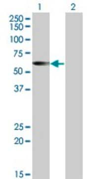 Monoclonal Anti-CESK1 antibody produced in mouse clone 4G6, purified immunoglobulin, buffered aqueous solution