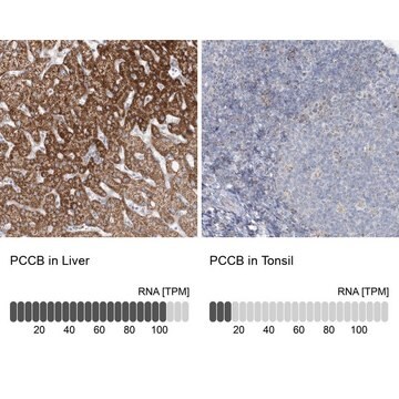 Anti-PCCB antibody produced in rabbit Prestige Antibodies&#174; Powered by Atlas Antibodies, affinity isolated antibody, buffered aqueous glycerol solution