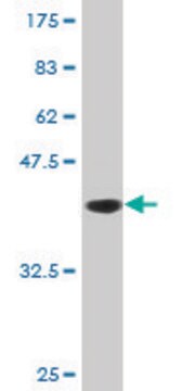 Monoclonal Anti-DNAJB2, (C-terminal) antibody produced in mouse clone 1B7, purified immunoglobulin, buffered aqueous solution