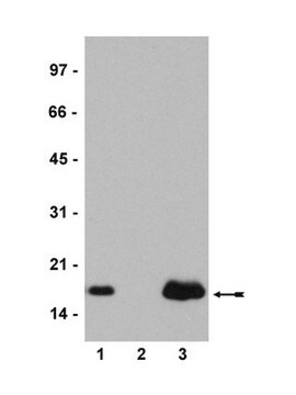 Anti-Histone H2A.Z Antibody serum, Upstate&#174;