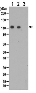 Anti-phospho ULK1 Antibody (Ser777) from rabbit, purified by affinity chromatography