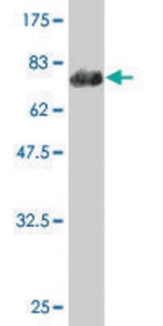 Monoclonal Anti-PHYH antibody produced in mouse clone 1F2-5B9, purified immunoglobulin, buffered aqueous solution