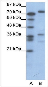 Anti-CREB3 antibody produced in rabbit affinity isolated antibody