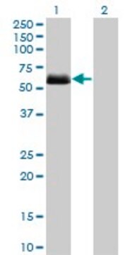 Monoclonal Anti-CSNK1G2, (C-terminal) antibody produced in mouse clone 2F5, purified immunoglobulin, buffered aqueous solution