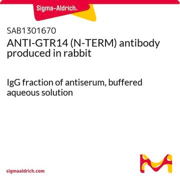 ANTI-GTR14 (N-TERM) antibody produced in rabbit IgG fraction of antiserum, buffered aqueous solution