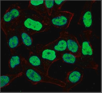 Anti-E3 ubiquitin-protein ligase UHRF1 Antibody, clone 7C8 clone 7C8, 1&#160;mg/mL, from mouse