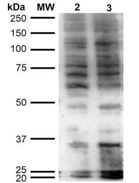 Monoclonal Anti-Hexanoyl-Lysine adduct-Allophycocyanin antibody produced in mouse clone 5D9