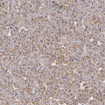 Anti-Capn15 Antibody Produced In Rabbit Prestige Antibodies&#174; Powered by Atlas Antibodies, affinity isolated antibody, buffered aqueous glycerol solution