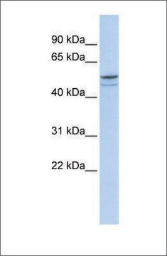 Anti-DMRTA1 antibody produced in rabbit affinity isolated antibody