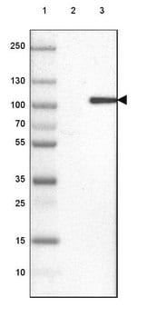 Anti-KIF9 antibody produced in rabbit affinity isolated antibody, buffered aqueous glycerol solution