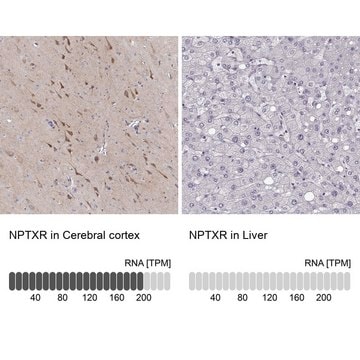 ANTI-NPTXR antibody produced in rabbit Prestige Antibodies&#174; Powered by Atlas Antibodies, affinity isolated antibody, buffered aqueous glycerol solution