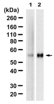 Anti-pSmad1 Ser463/465 Antibody, clone 1N12 ZooMAb&#174; Rabbit Monoclonal recombinant, expressed in HEK 293 cells