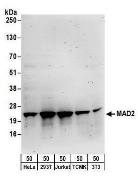 Rabbit anti-MAD2 Antibody, Affinity Purified Powered by Bethyl Laboratories, Inc.