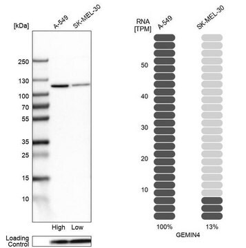 Anti-GEMIN4 antibody produced in rabbit Prestige Antibodies&#174; Powered by Atlas Antibodies, affinity isolated antibody