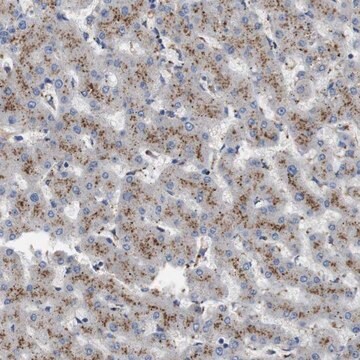 Anti-NHLRC3 antibody produced in rabbit Prestige Antibodies&#174; Powered by Atlas Antibodies, affinity isolated antibody, buffered aqueous glycerol solution