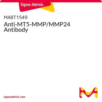 Anti-MT5-MMP/MMP24 Antibody