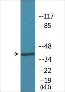 Anti-phospho-Opioid Receptor-&#948; (pSer363) antibody produced in rabbit affinity isolated antibody