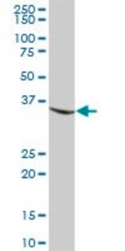 Anti-MGLL antibody produced in mouse purified immunoglobulin, buffered aqueous solution