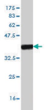 Monoclonal Anti-FOXF2 antibody produced in mouse clone 2D7, purified immunoglobulin, buffered aqueous solution