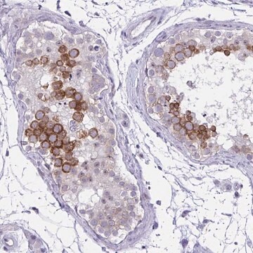 Anti-NFXL1 antibody produced in rabbit Prestige Antibodies&#174; Powered by Atlas Antibodies, affinity isolated antibody, buffered aqueous glycerol solution